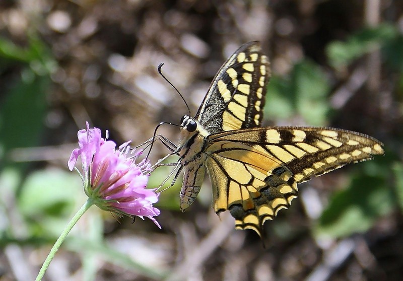 Papilio Machaon, the Queen